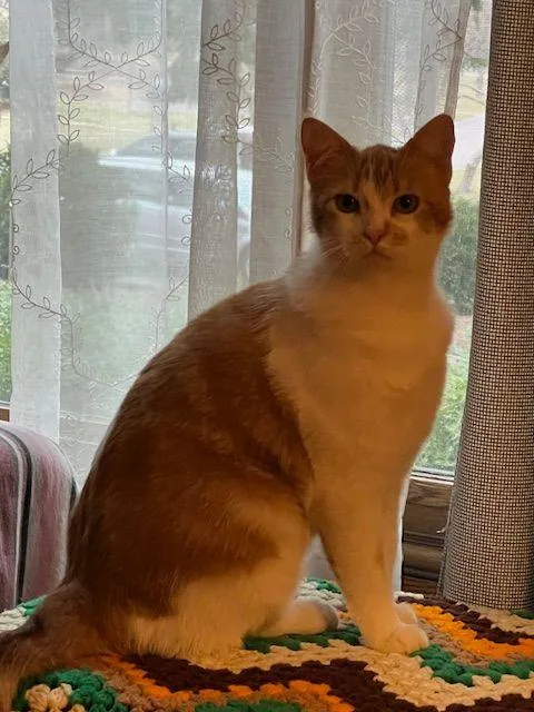 A young medium-sized female Orange & White Domestic Medium Hair cat named Lucy Lou for adoption in Roseville, MN