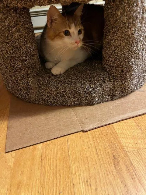 Lucy Lou thumbnail 5