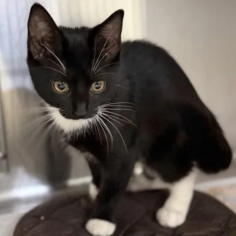 Simba