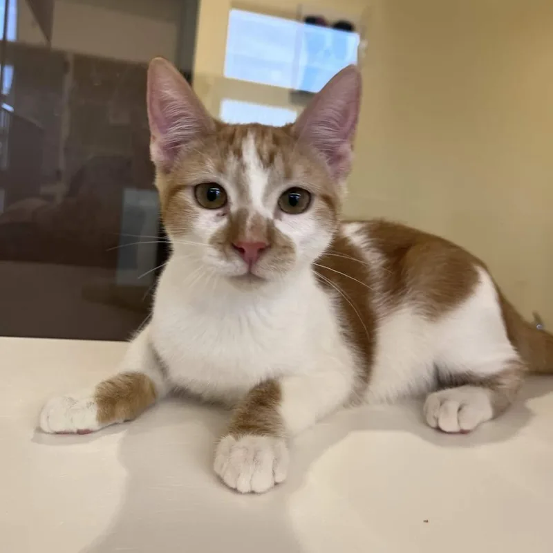A baby small-sized male Orange / Red Domestic Short Hair cat named Mr. Wobbleton for adoption in Beaumont, TX