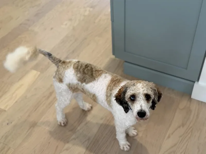 A young small-sized male Goldendoodle dog named Toby for adoption in Marblehead, MA
