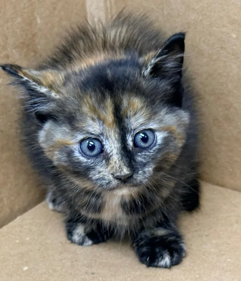 A baby small-sized female Domestic Short Hair cat named Fae for adoption in North Vernon, IN