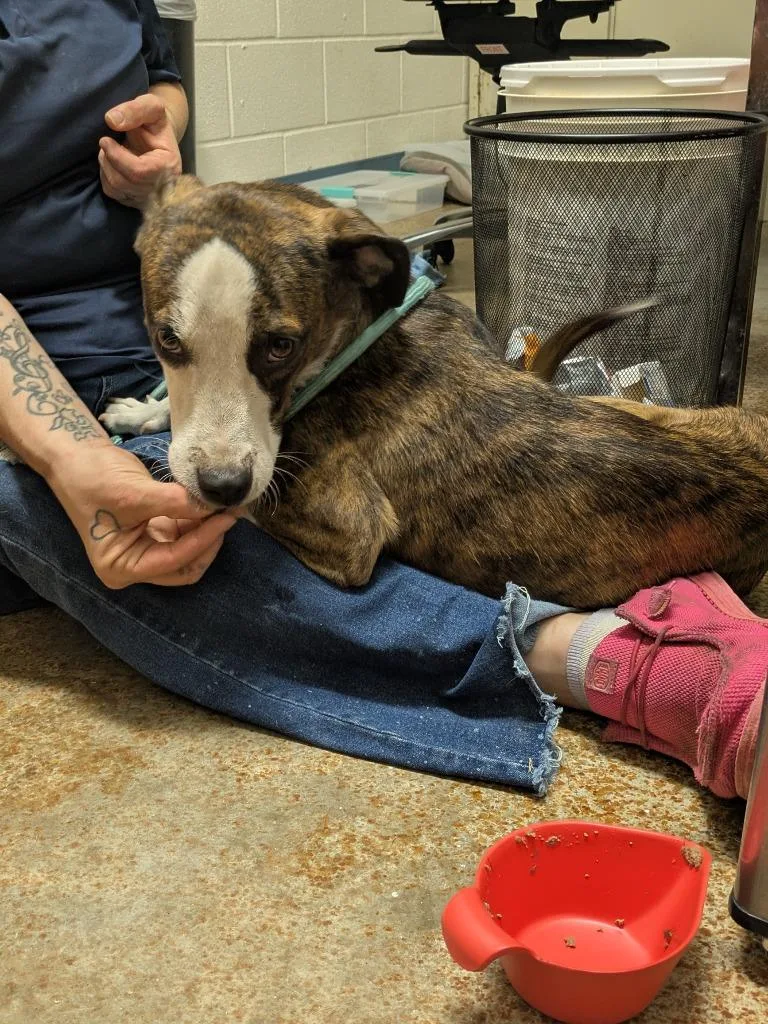 A baby large-sized male Boxer dog named Nixon for adoption in Brownwood, TX