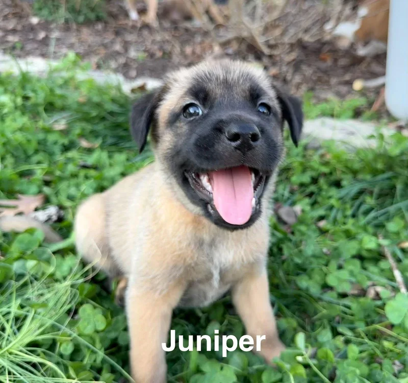Juniper thumbnail 2