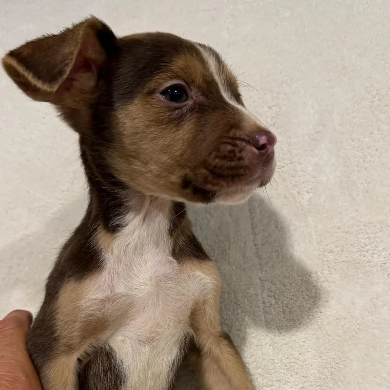 A baby medium-sized male Brown / Chocolate Poodle dog named Toughy for adoption in Duck River, TN