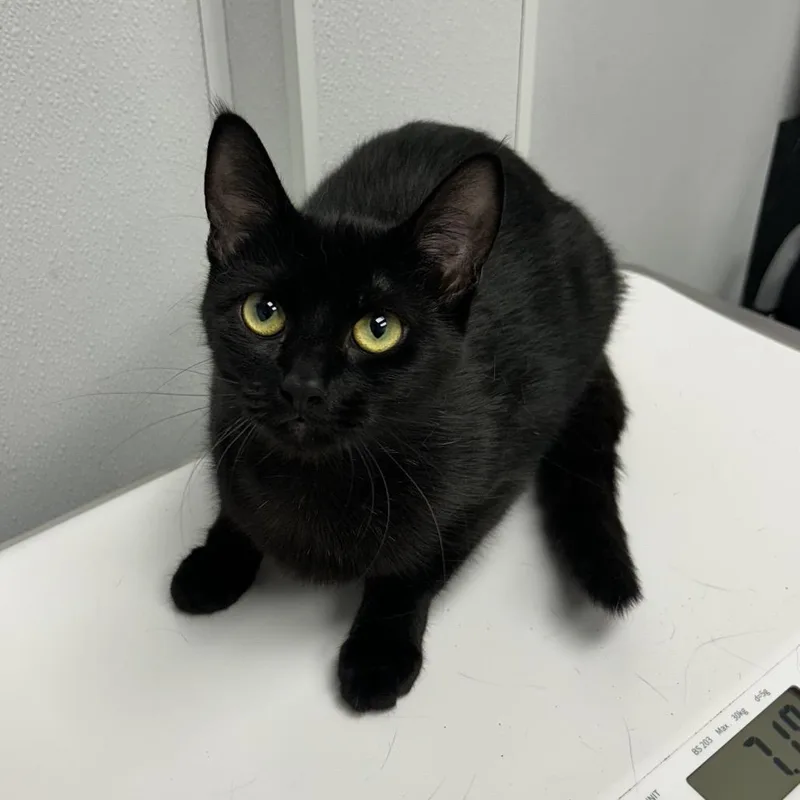 A young medium-sized female Black Domestic Short Hair cat named Nugent for adoption in Abilene, TX