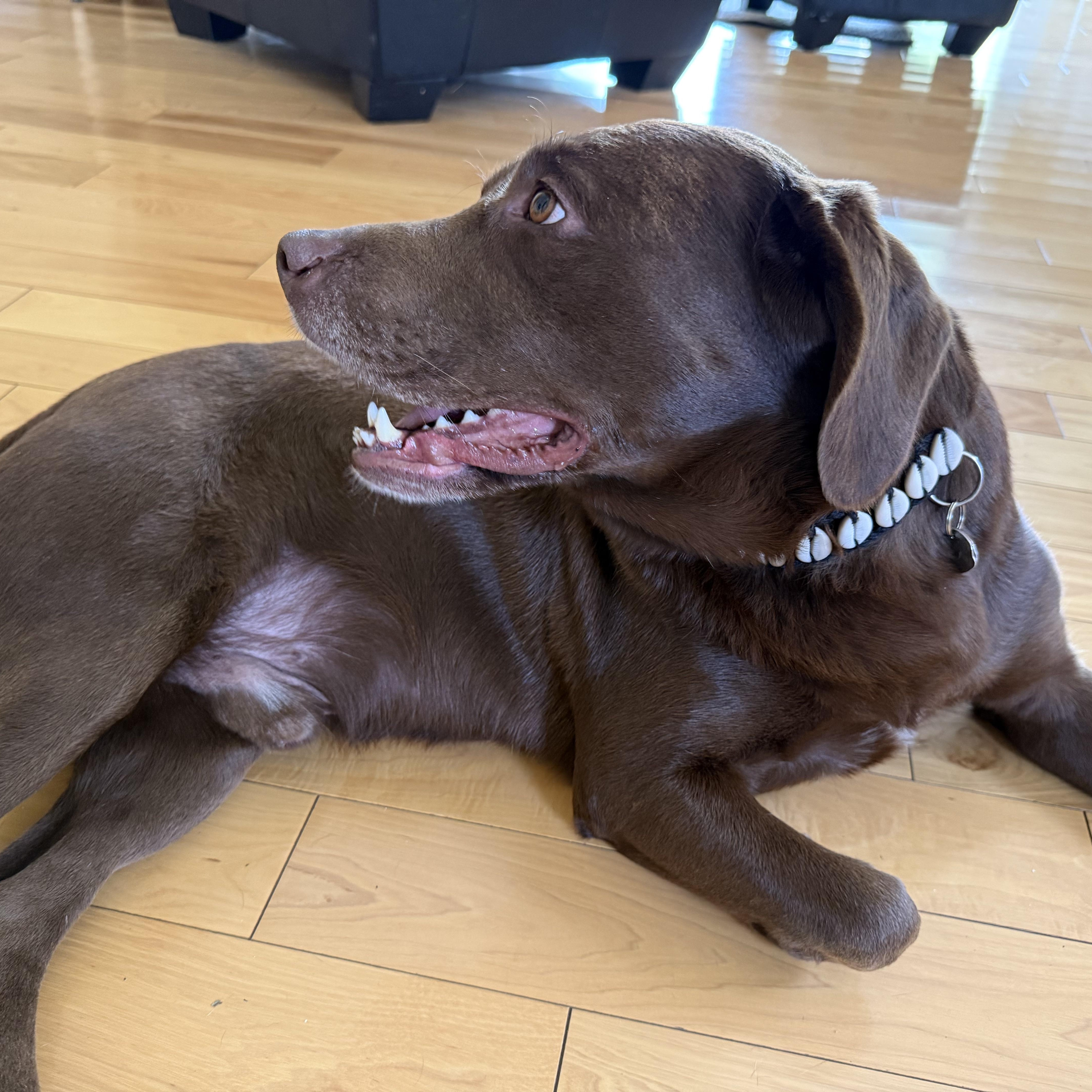 Yogi