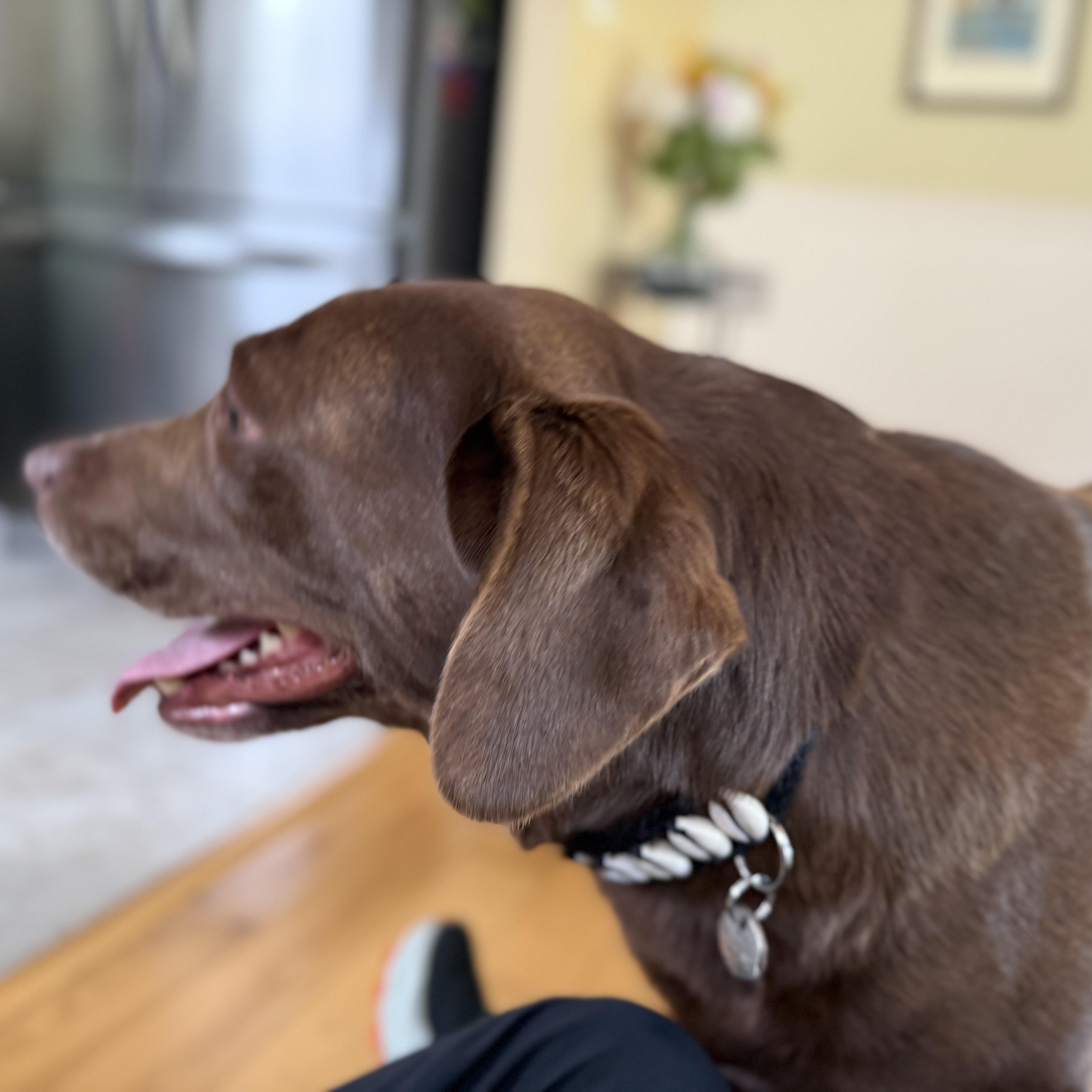 Yogi thumbnail 4