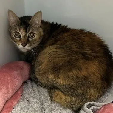 A senior large-sized female Domestic Short Hair cat named Pretty for adoption in Margate, FL