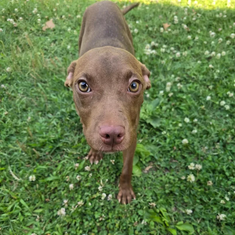 A young small-sized female Brown / Chocolate Pit Bull Terrier dog named Sporty Spice for adoption in Waldorf, MD
