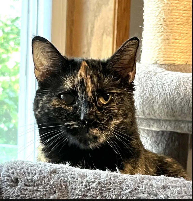 An adult medium-sized female Tortoiseshell cat named Kate for adoption in Monticello, MN