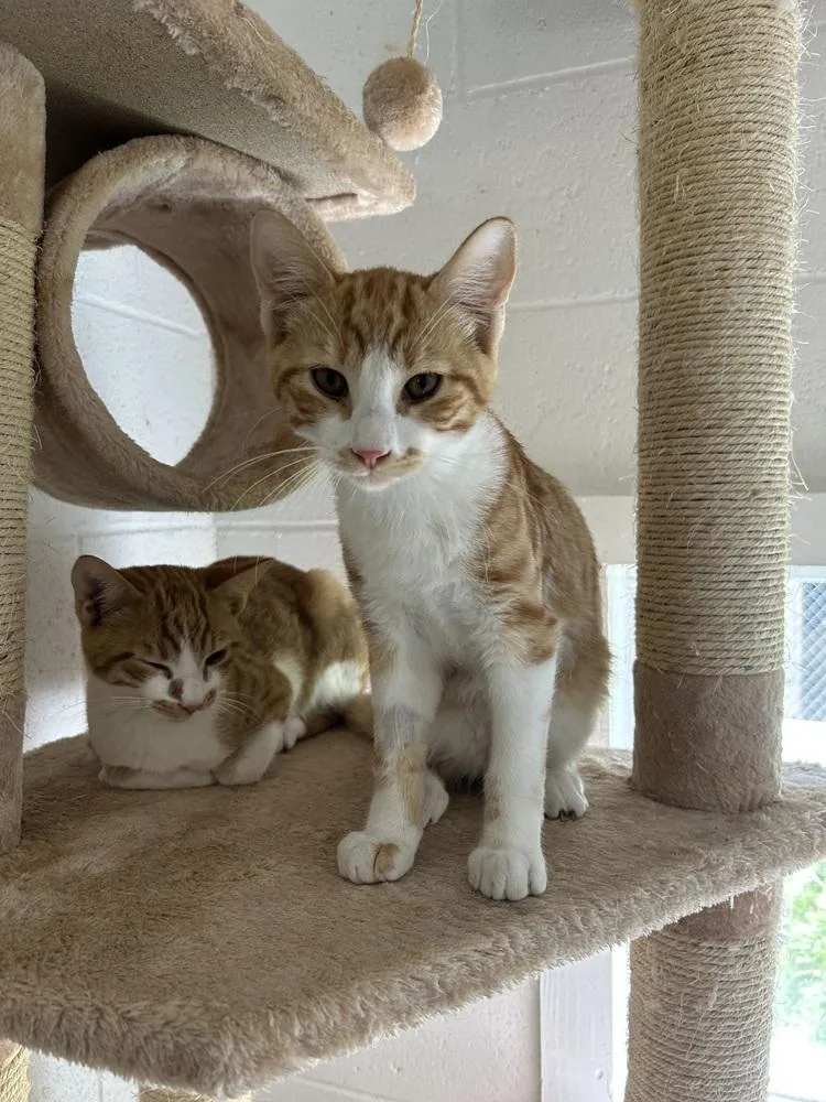 A young medium-sized male Orange & White Domestic Short Hair cat named Chunky for adoption in Ontario, CA
