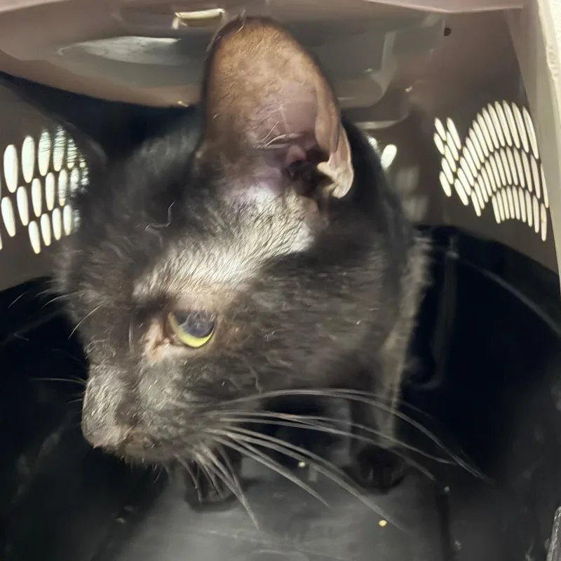 An adult medium-sized female Black Domestic Short Hair cat named Linda for adoption in Greensboro, NC