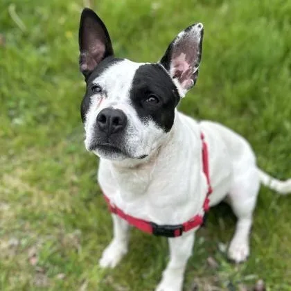 An adult medium-sized female Mixed Breed dog named Pebbles for adoption in Worcester, MA