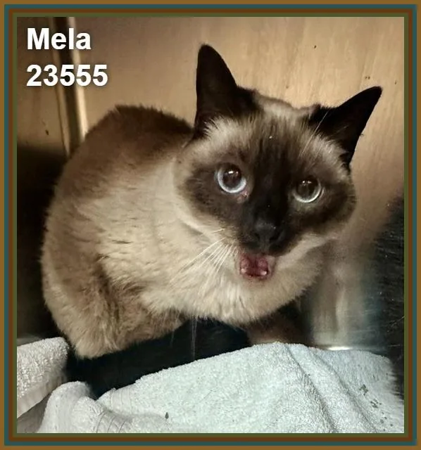 A senior medium-sized female Domestic Short Hair cat named Mela for adoption in Marietta, GA