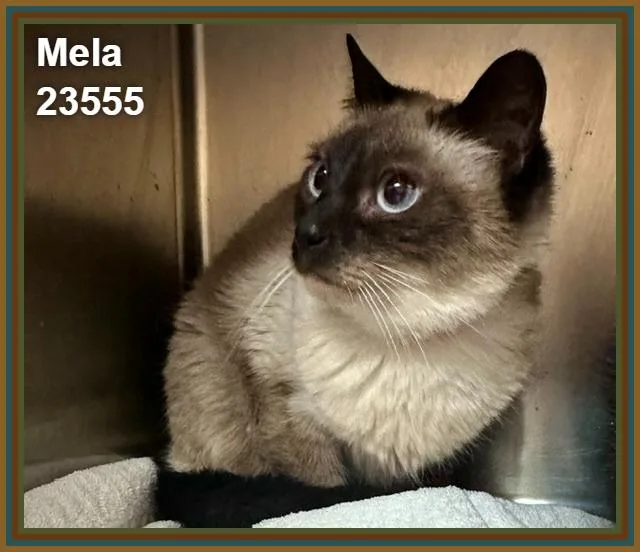 Mela thumbnail 2