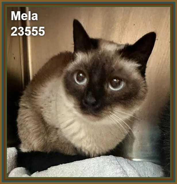 Mela thumbnail 4