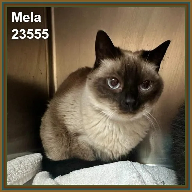 Mela thumbnail 5