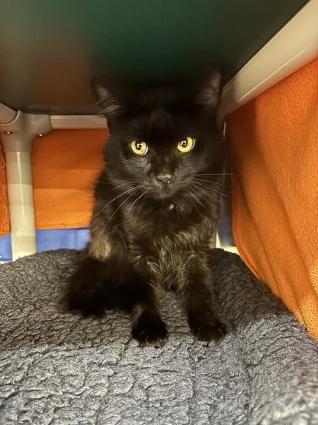 An adult small-sized male Domestic Medium Hair cat named Steve for adoption in Sherwood, OR