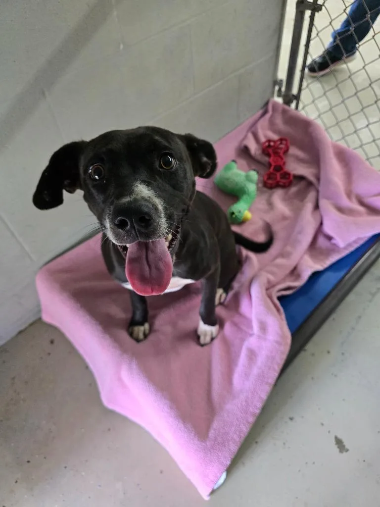 A baby medium-sized female Pit Bull Terrier dog named Daisy for adoption in Camden, TN