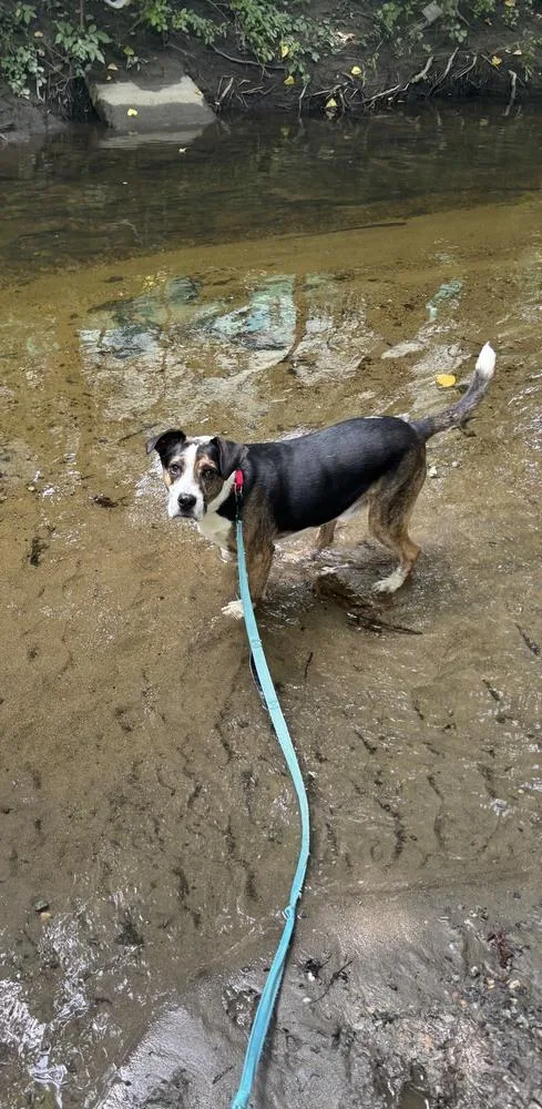 An adult medium-sized male Boxer dog named Johnny for adoption in Elmsford, NY