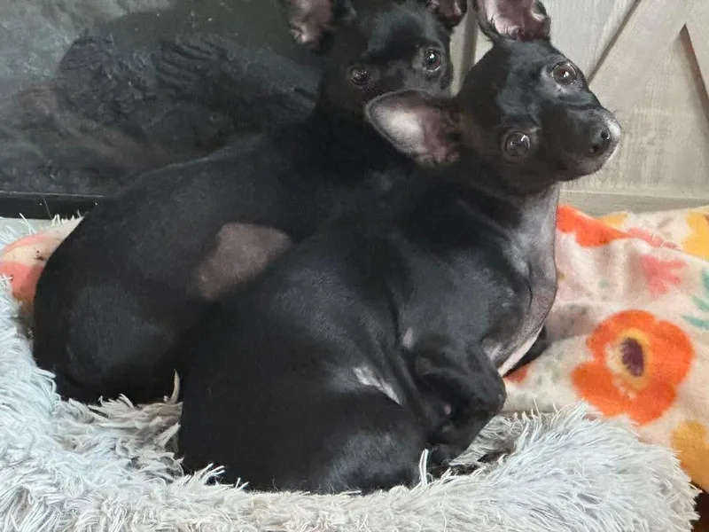 A young small-sized female Chihuahua dog named Diana for adoption in Boston, MA