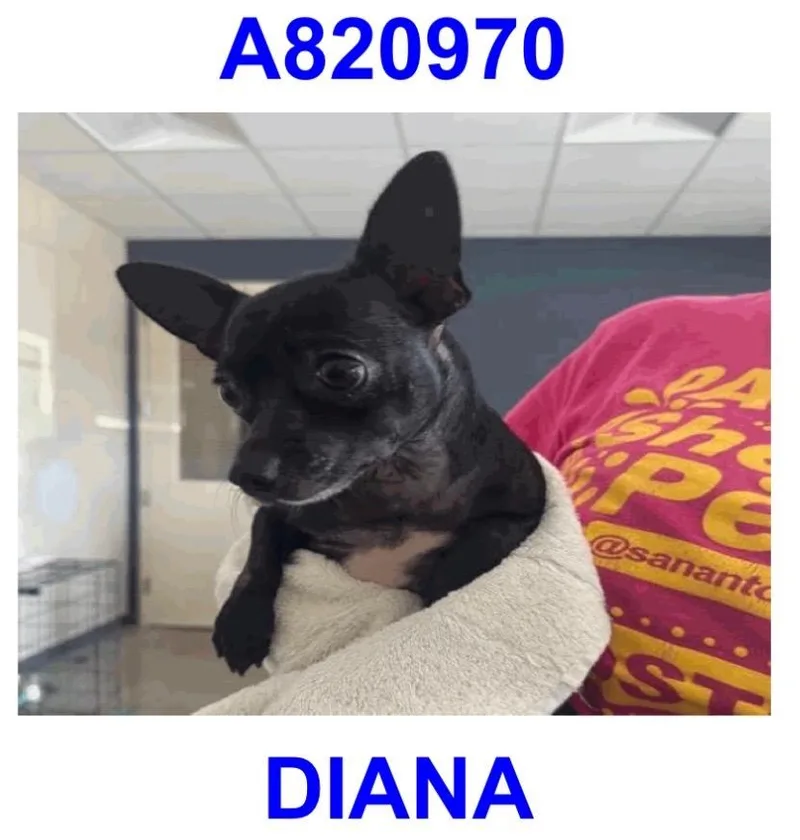 Diana thumbnail 2