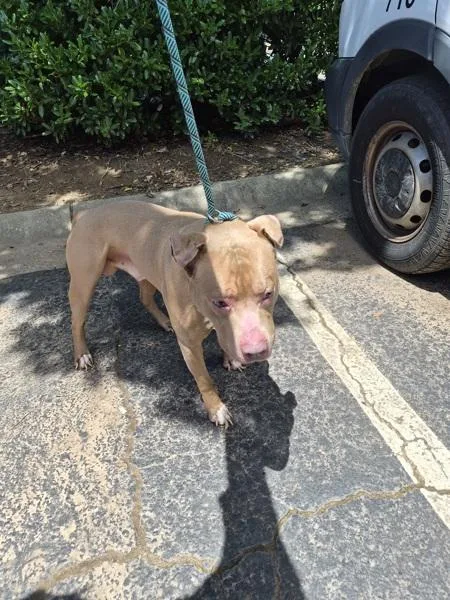 An adult medium-sized male Pit Bull Terrier dog named Ic Remy for adoption in Lawrenceville, GA