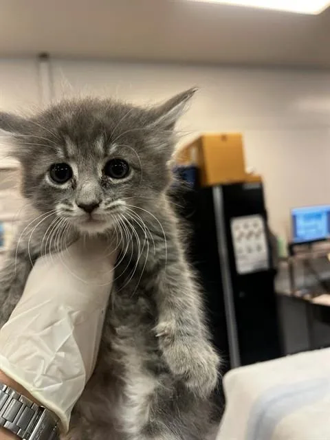 A baby small-sized female Domestic Short Hair cat named Ashley for adoption in Thousand Palms, CA