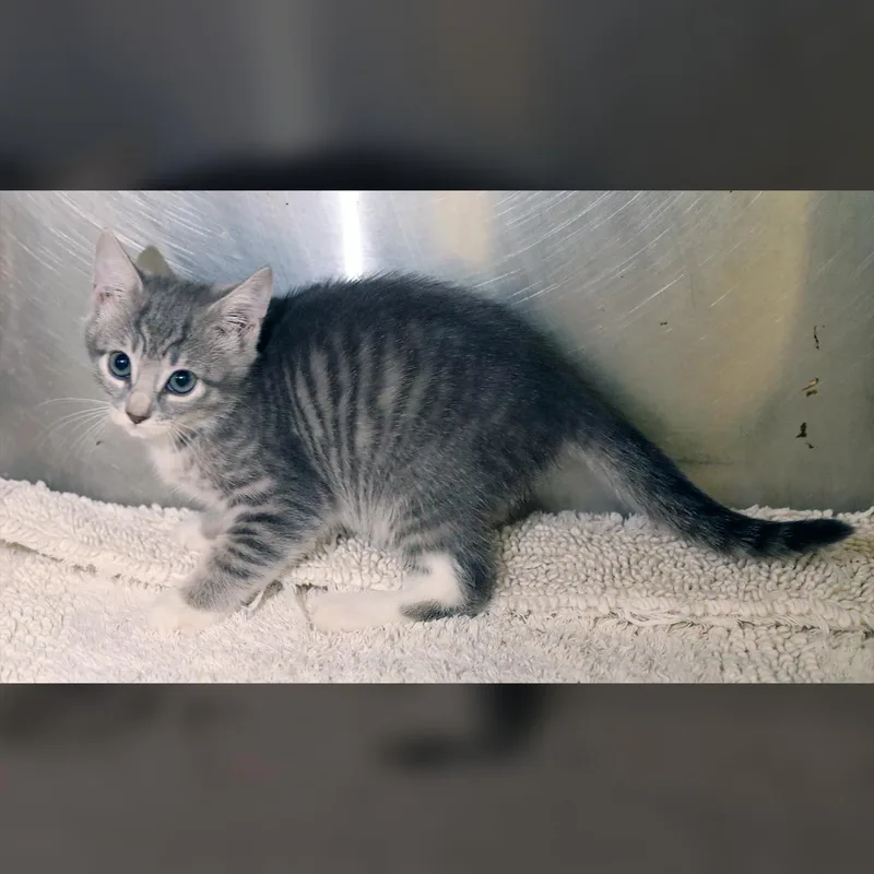 A baby medium-sized female Tabby (Gray / Blue / Silver) Domestic Short Hair cat named Carissa for adoption in Lambertville, NJ