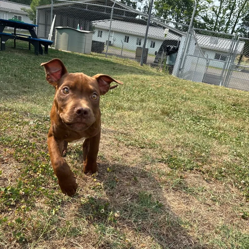 A baby small-sized male Brown / Chocolate Pit Bull Terrier dog named Rome for adoption in Roxboro, NC