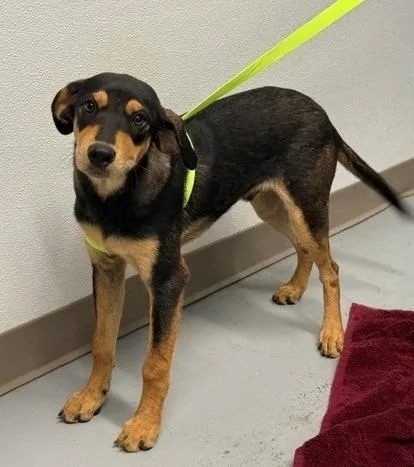 An adult large-sized male Hound dog named Jett for adoption in Kansas City, MO