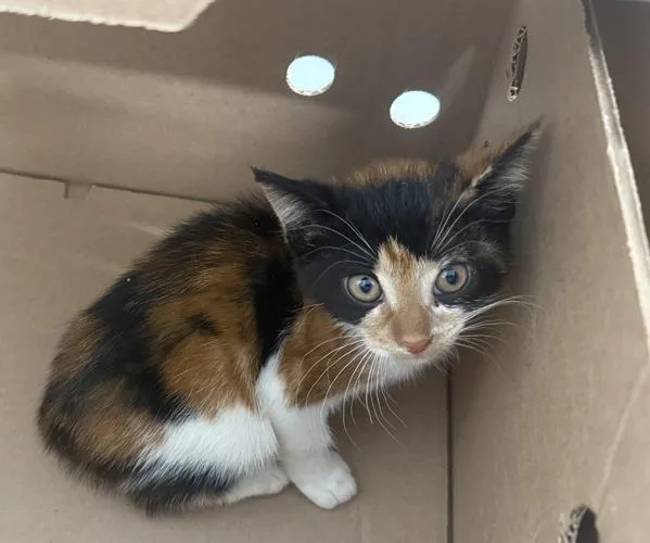 A baby small-sized female Domestic Short Hair cat named Dino for adoption in Ridgewood, NY