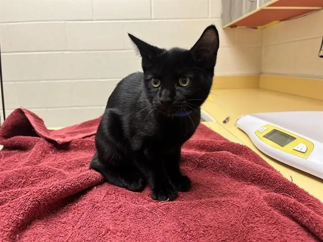 A baby small-sized female Domestic Short Hair cat named Marie for adoption in Colorado Springs, CO