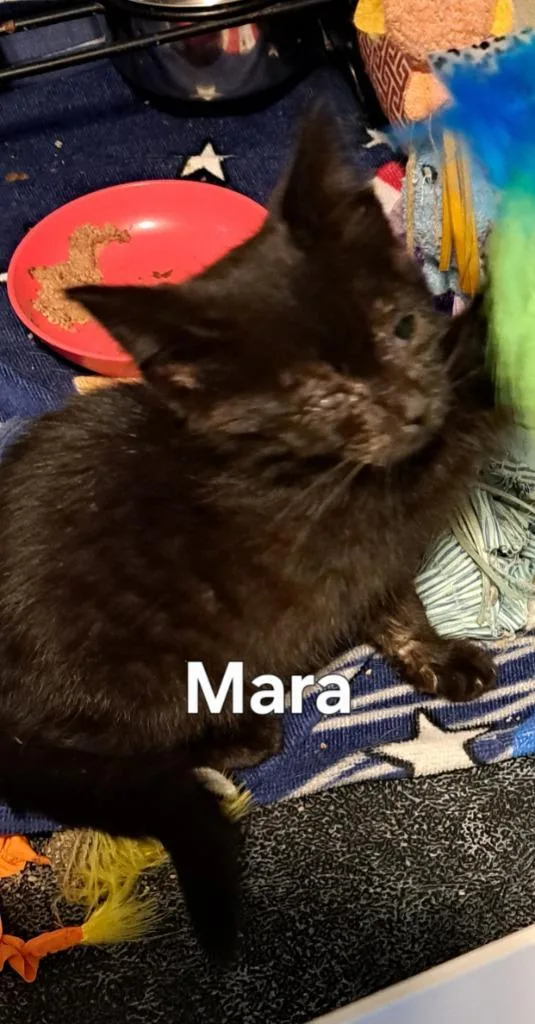 Mara