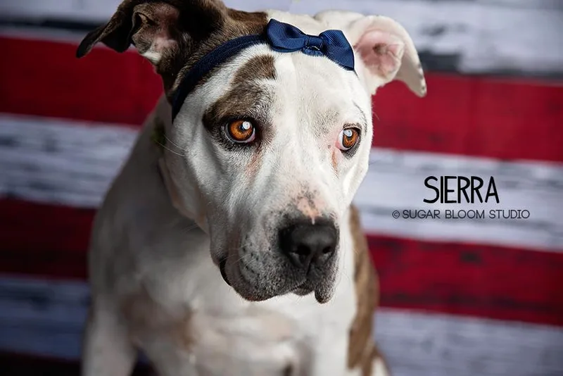 An adult medium-sized female Labrador Retriever dog named Sierra for adoption in Littleton, CO