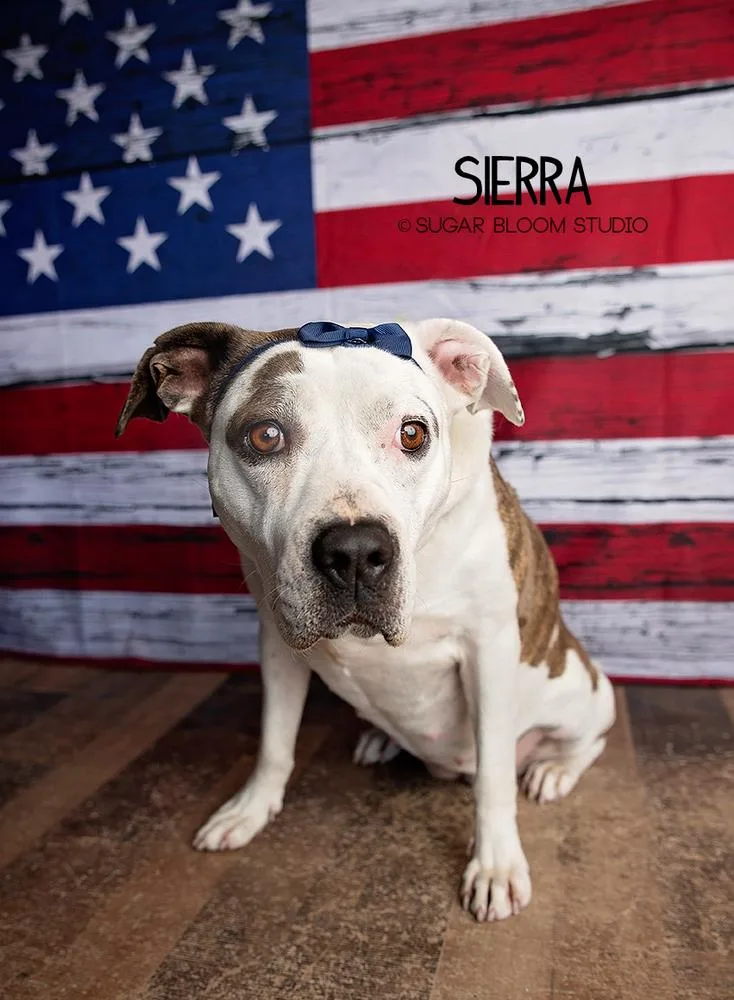 Sierra thumbnail 6
