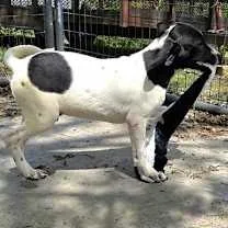 A young large-sized male Black Labrador Retriever dog named Drax for adoption in Watertown, CT