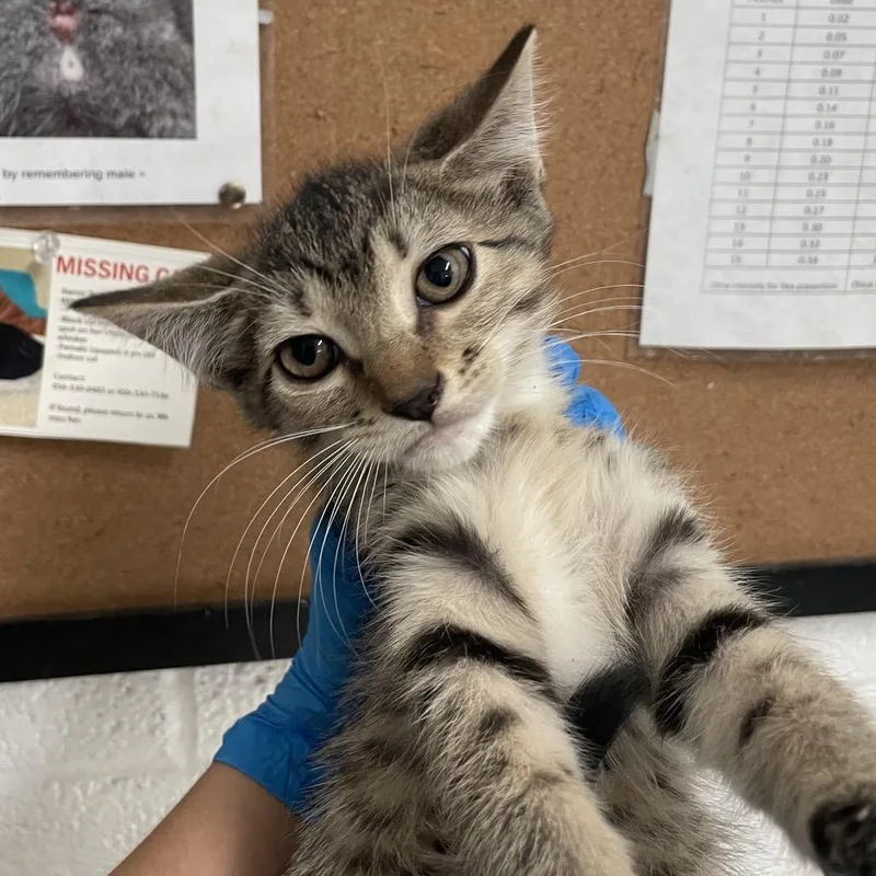 A young small-sized female Gray / Blue / Silver Domestic Short Hair cat named Molly for adoption in Edinburg, TX