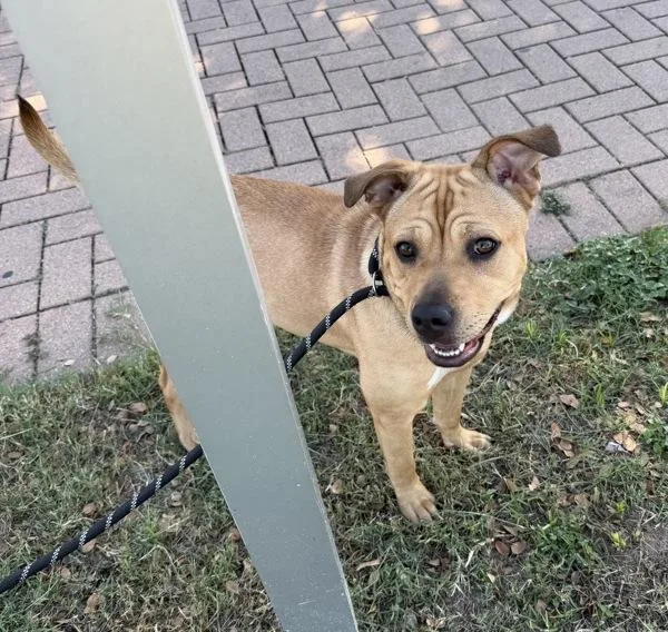 A young large-sized female Pit Bull Terrier dog named Acadia for adoption in Austin, TX