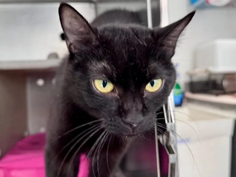 A young small-sized female Domestic Short Hair cat named Wednesday for adoption in Powell, OH