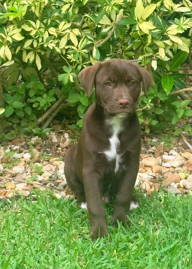 A baby medium-sized male Labrador Retriever dog named Koda for adoption in Royal Palm Beach, FL