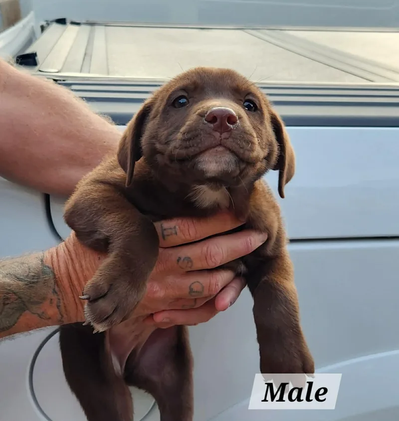 Koda thumbnail 2