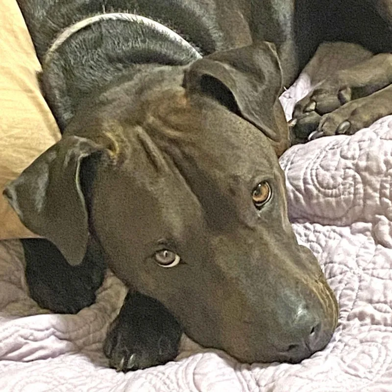 San Jose thumbnail 2