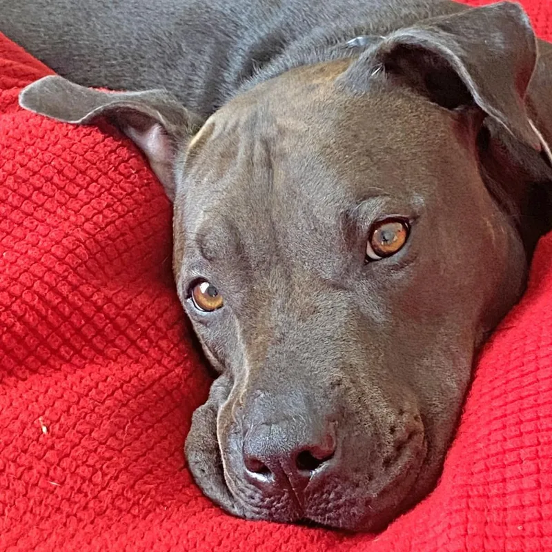 San Jose thumbnail 3