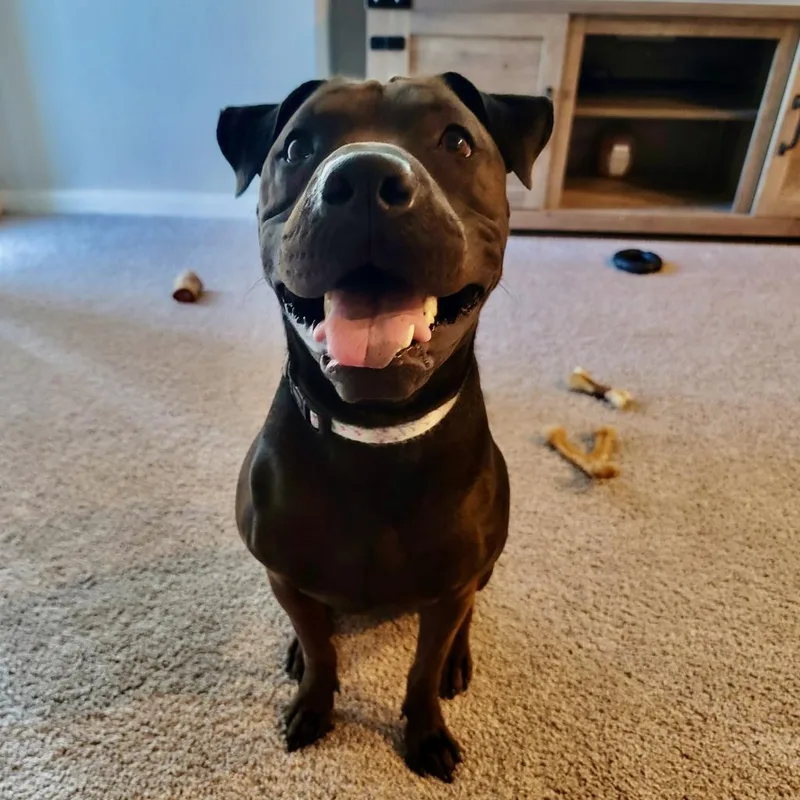 San Jose thumbnail 4