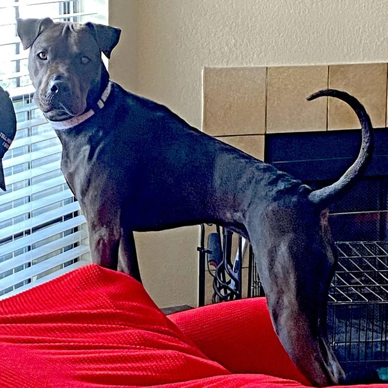 San Jose thumbnail 6