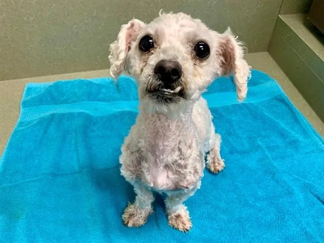 A young small-sized male Poodle dog named Daniel for adoption in Moreno Valley, CA