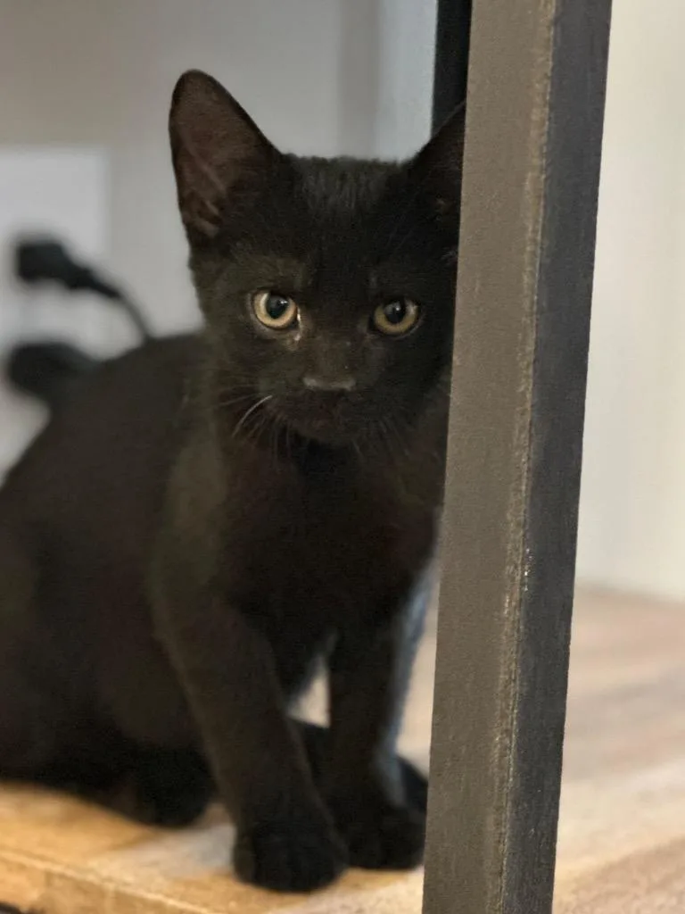 A baby medium-sized female Domestic Short Hair cat named Raven for adoption in Cumming, GA