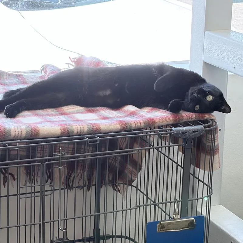 An adult medium-sized female Black Domestic Short Hair cat named Velvet for adoption in Los Angeles, CA